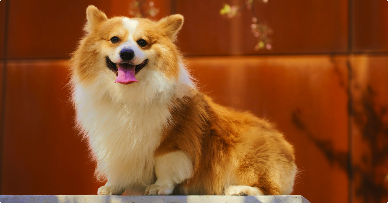 HOMA pet policy