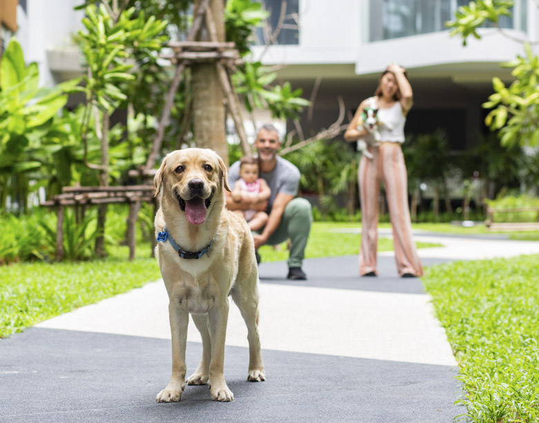 Pet Friendly accomodation