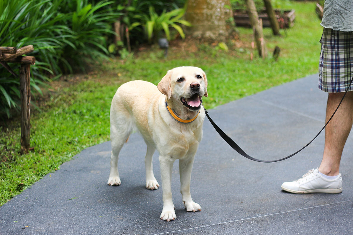 lucky the white labrador