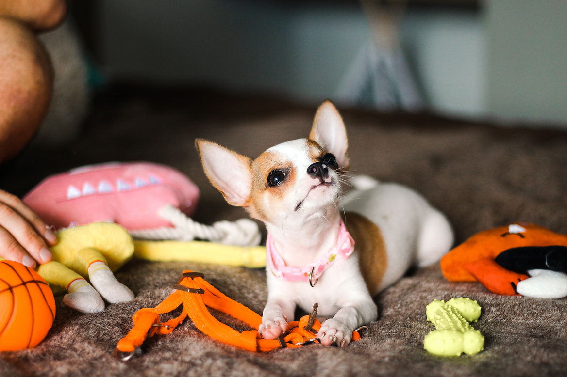 tom yum pets of homa