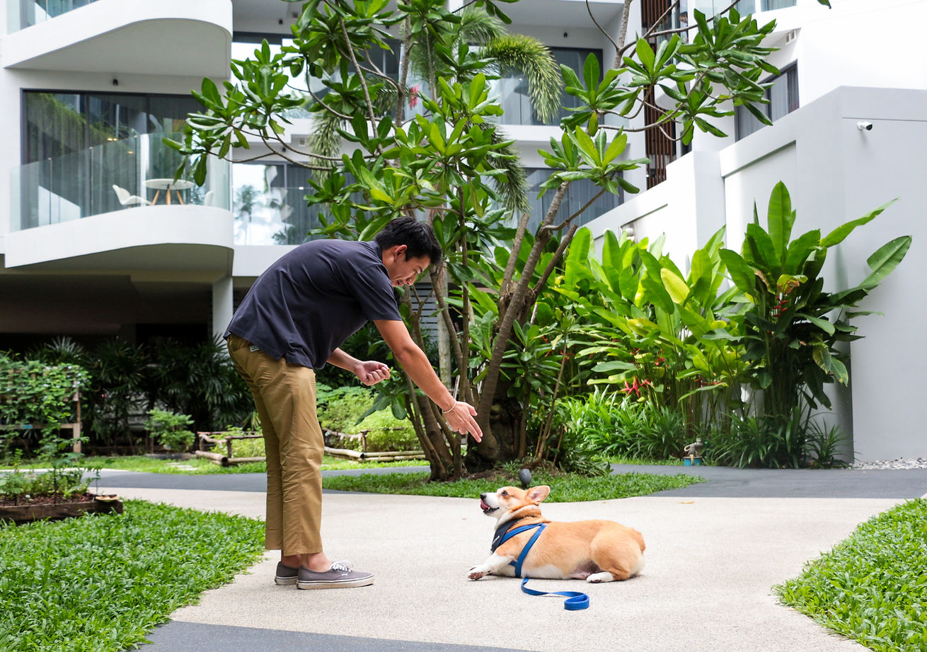 Chigo the Corgi at HOMA pet-friendly apartments