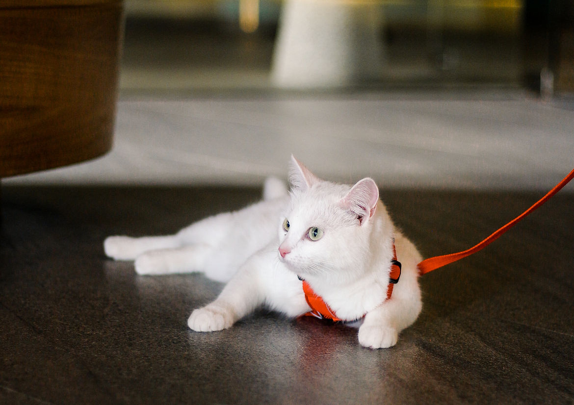 Sanya - Chief Scratchetist