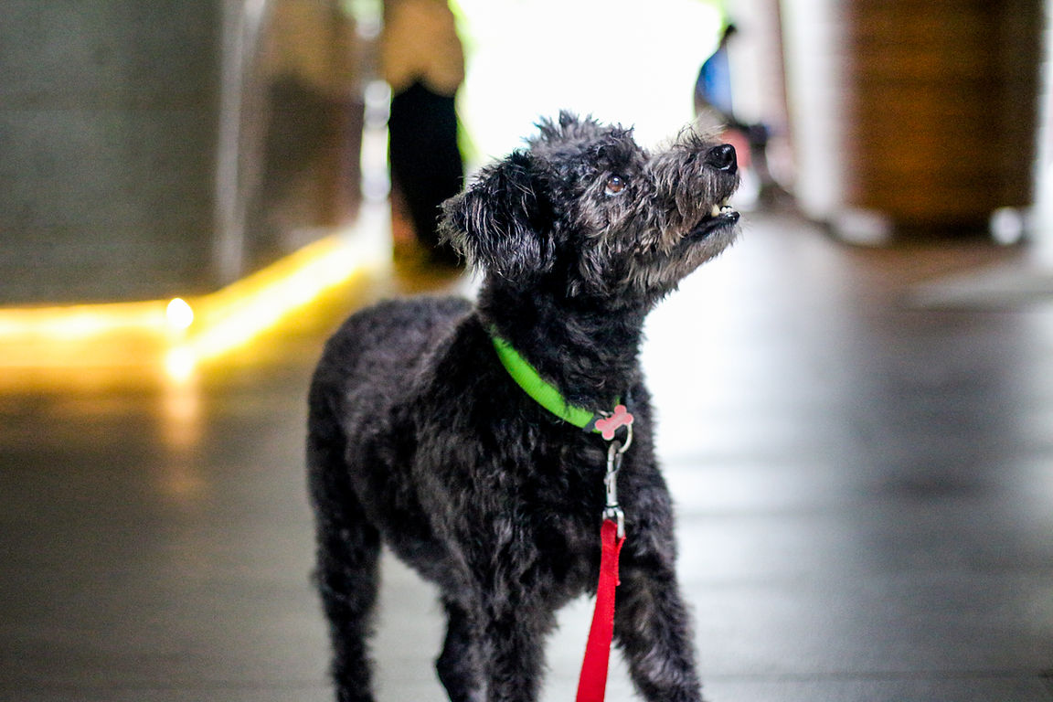 Huba - Barketing Manager