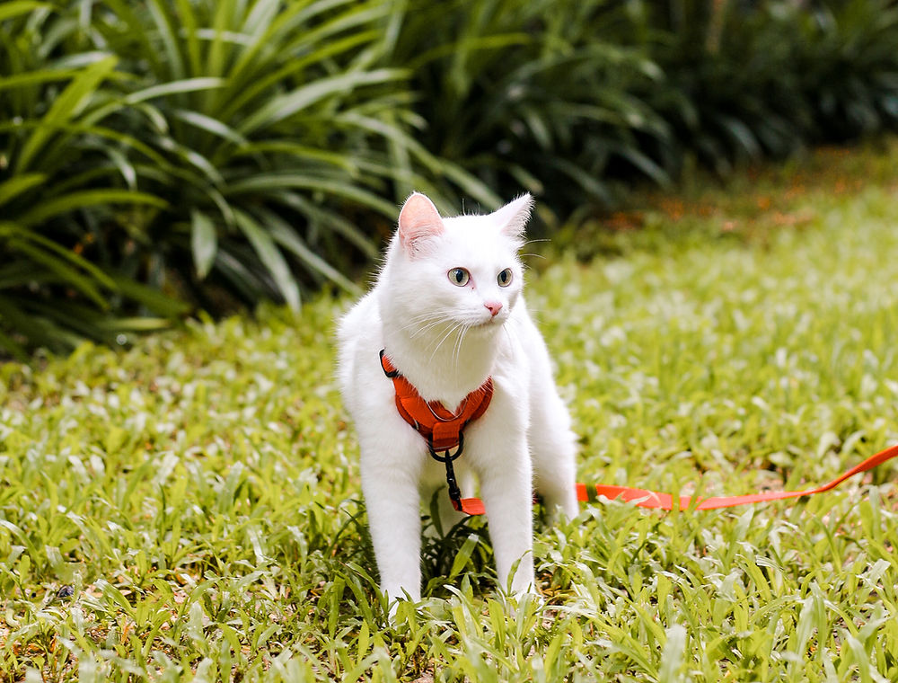 sanya in homa community garden